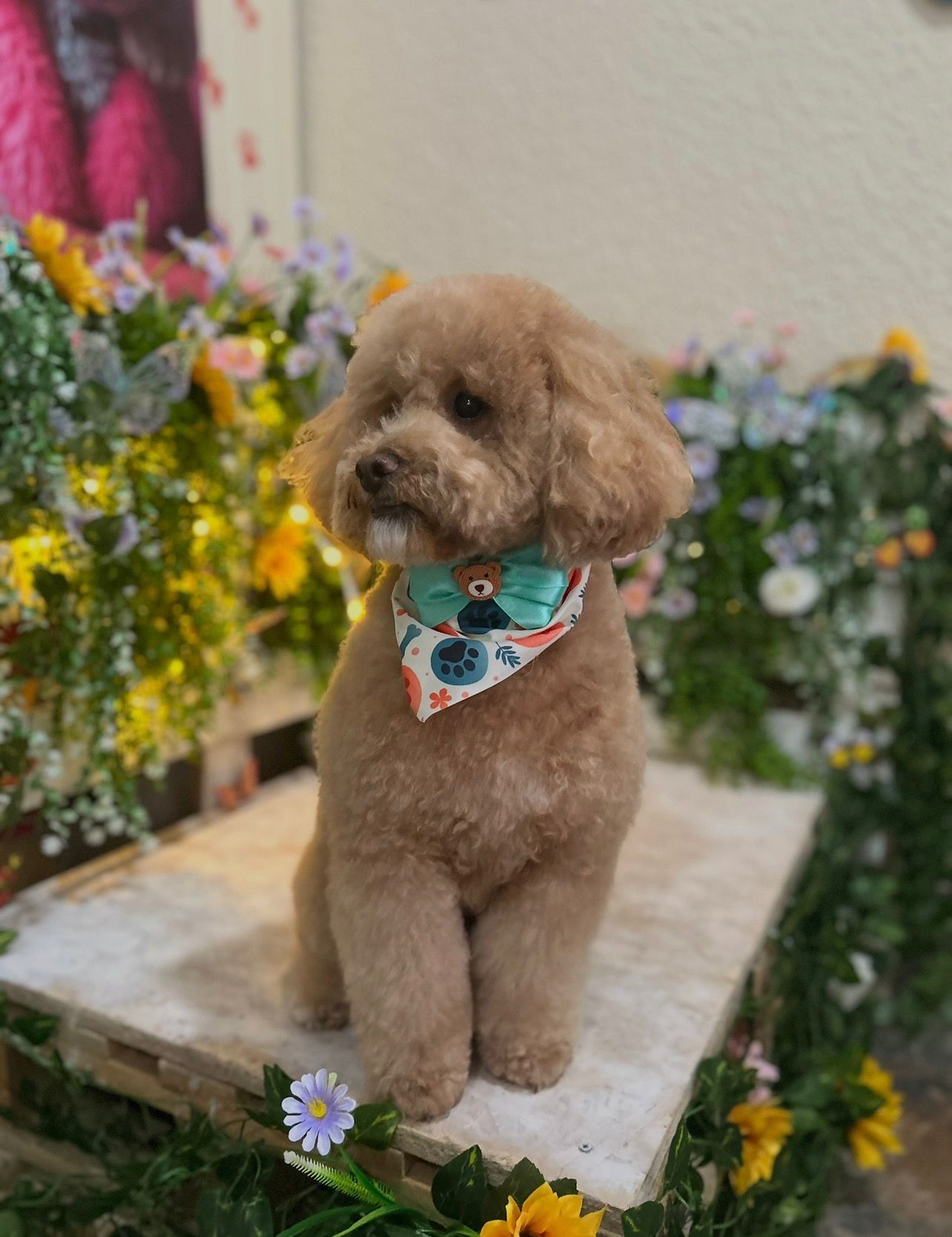 Corte de pelo profesional para perro de raza pequeña