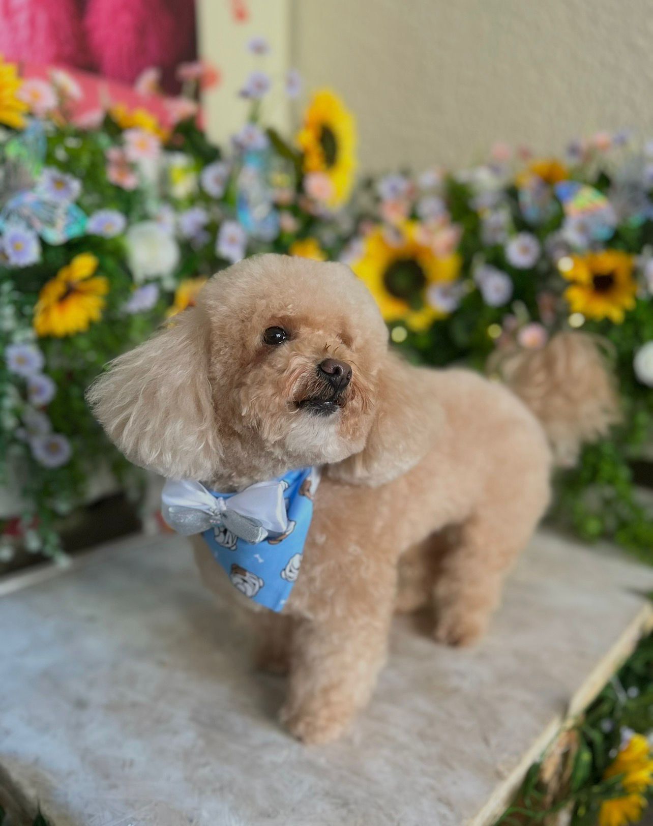 Estilizado completo con cepillado y cuidado del pelaje