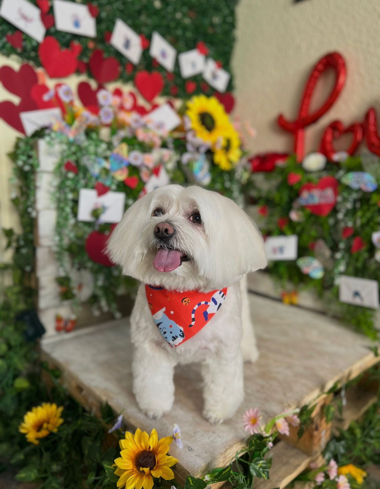 Perro disfrutando de un baño profesional con champú hipoalergénico