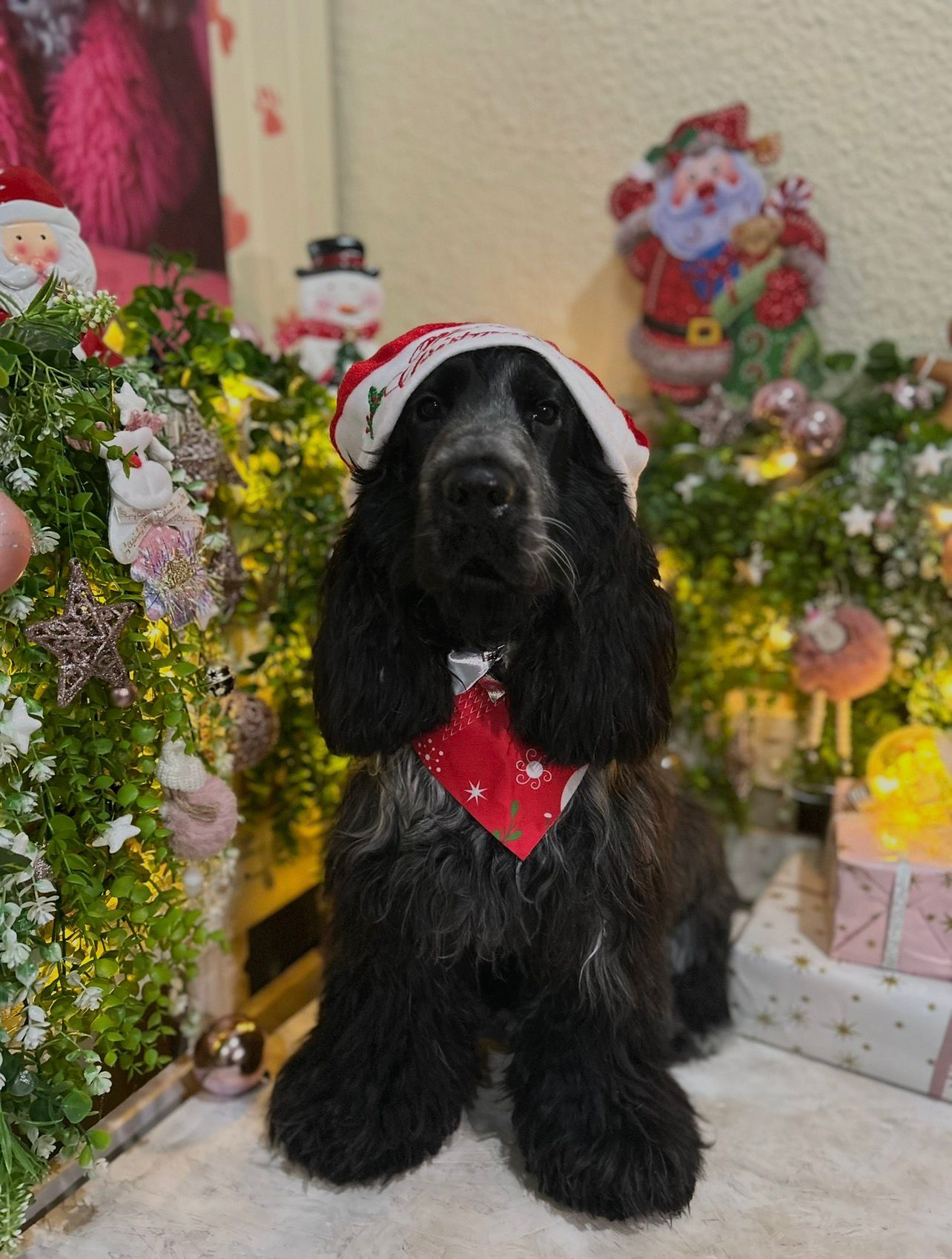 Corte de pelo profesional para perro de raza pequeña