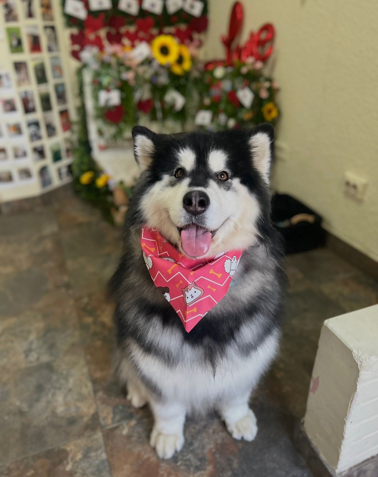 Estilizado completo con cepillado y cuidado del pelaje