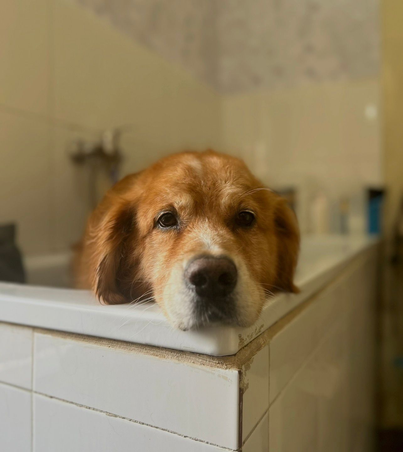 Perro disfrutando de un baño profesional con champú hipoalergénico