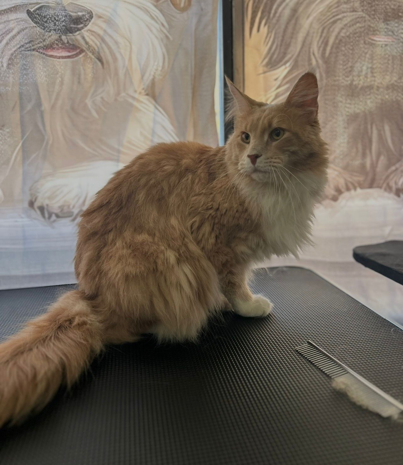 Estilizado completo con cepillado y cuidado del pelaje