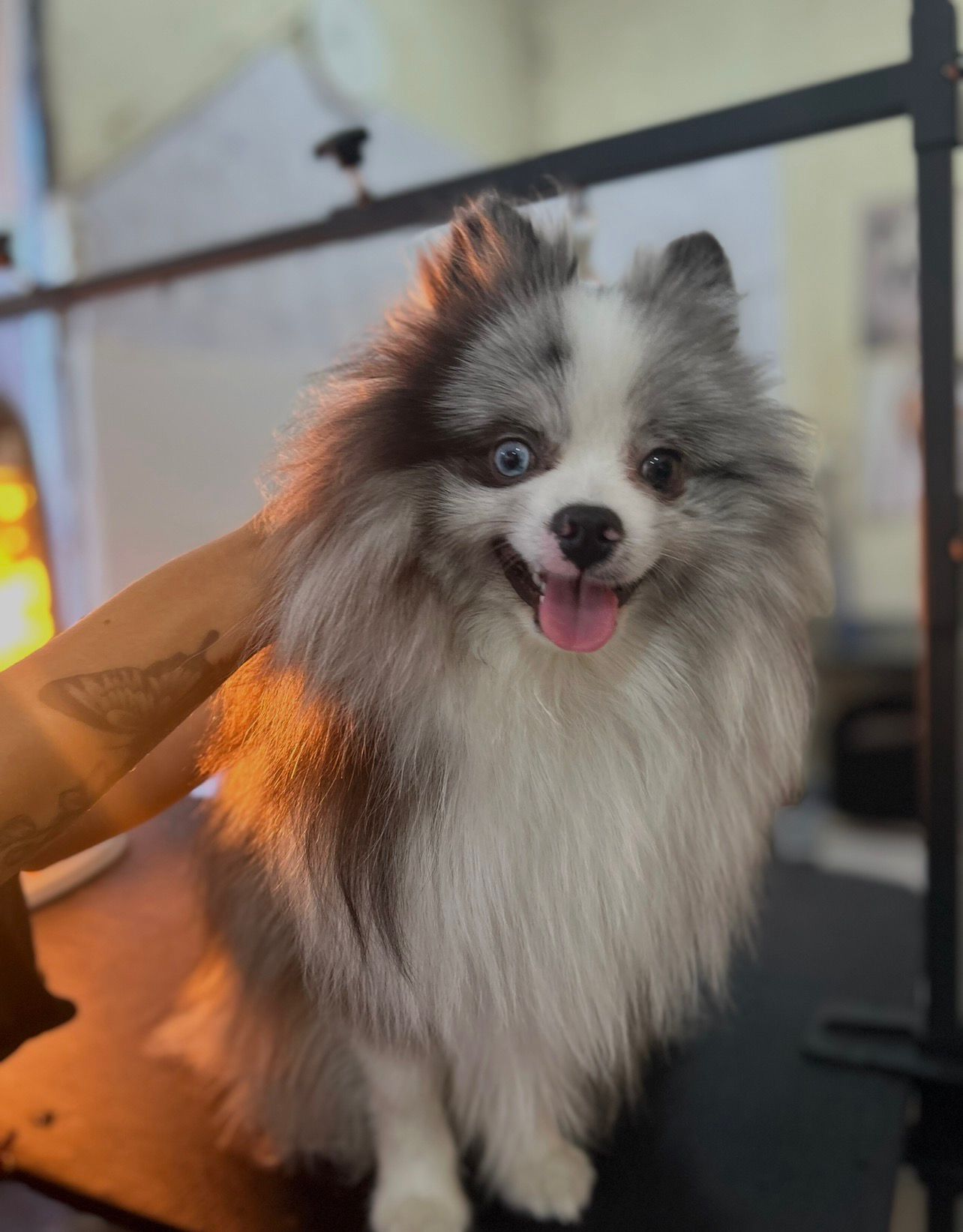 Perro disfrutando de un baño profesional con champú hipoalergénico