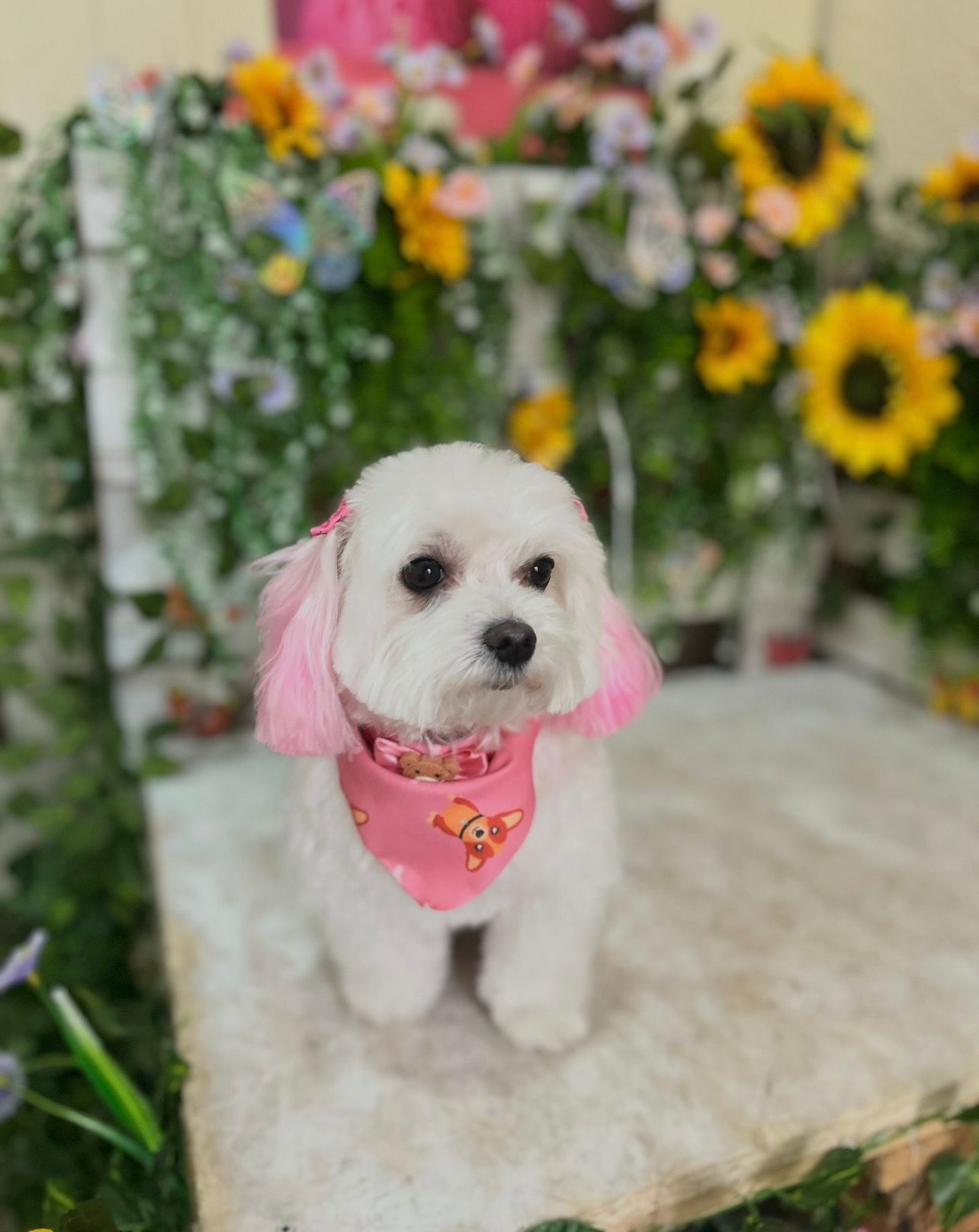 Corte de pelo profesional para perro de raza pequeña