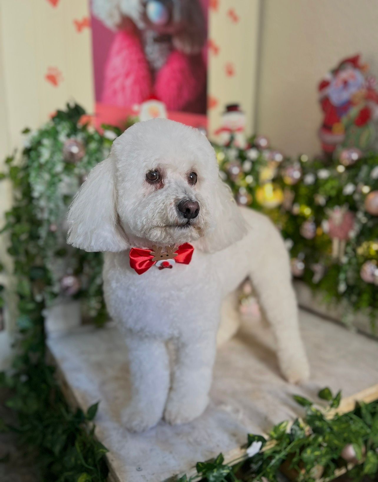 Estilizado completo con cepillado y cuidado del pelaje