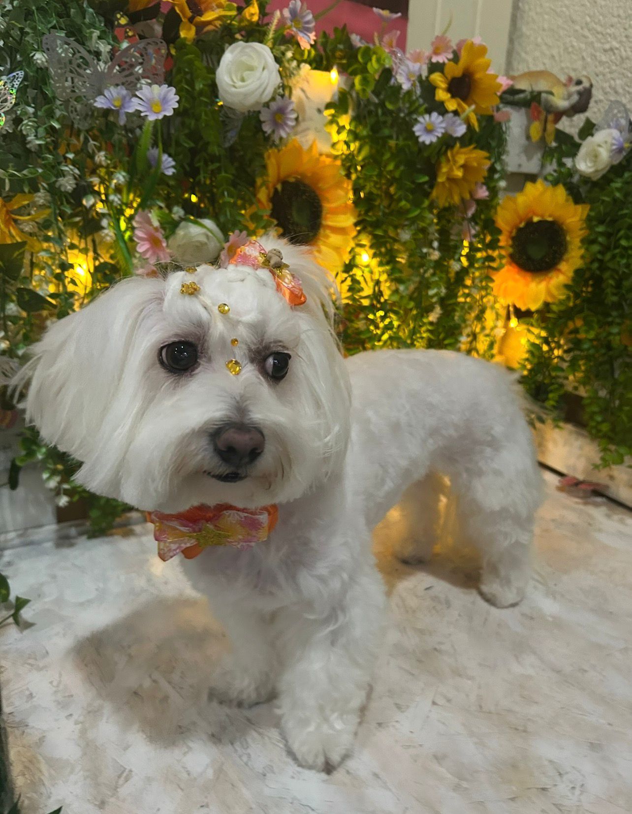 Perro disfrutando de un baño profesional con champú hipoalergénico