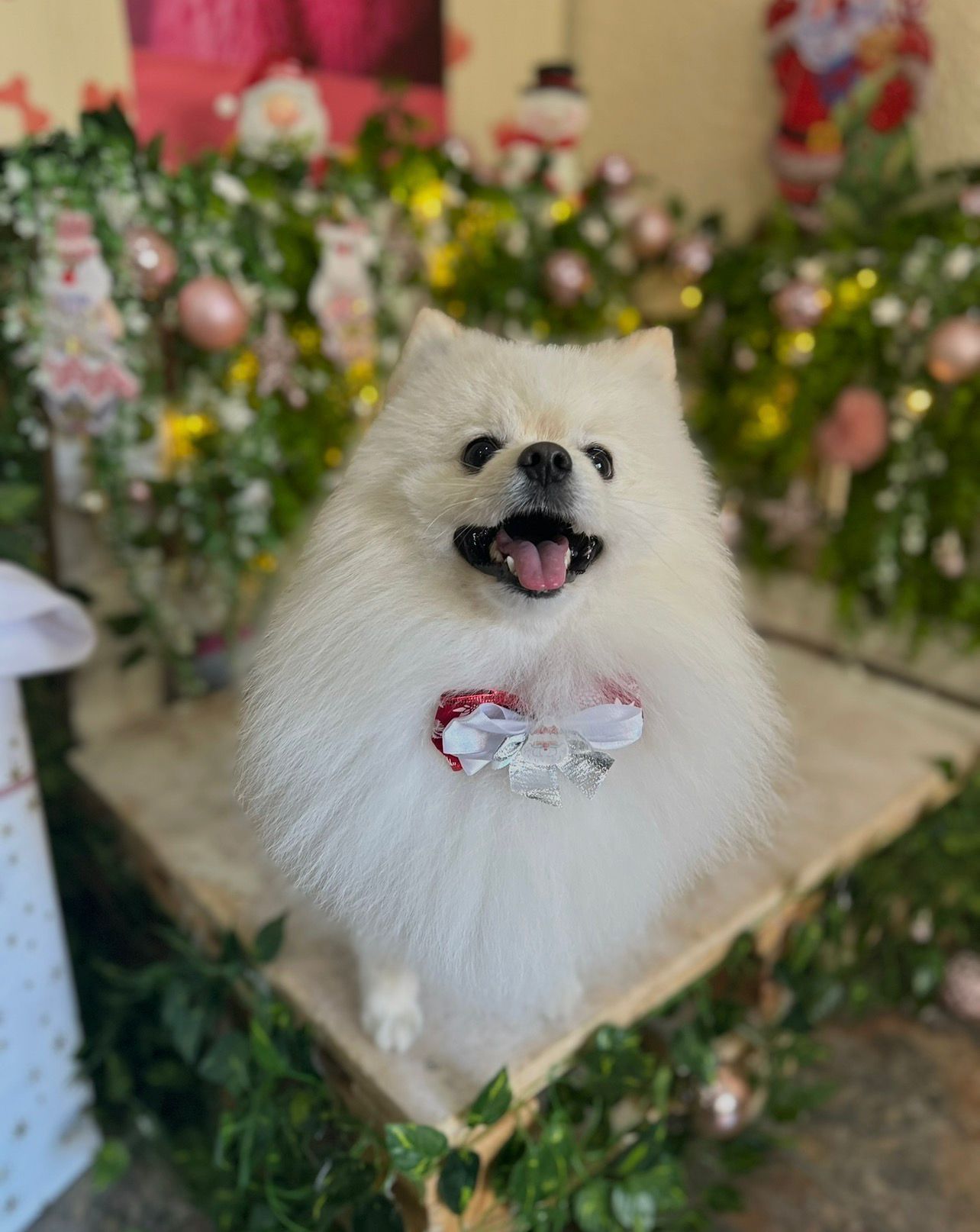 Corte de pelo profesional para perro de raza pequeña