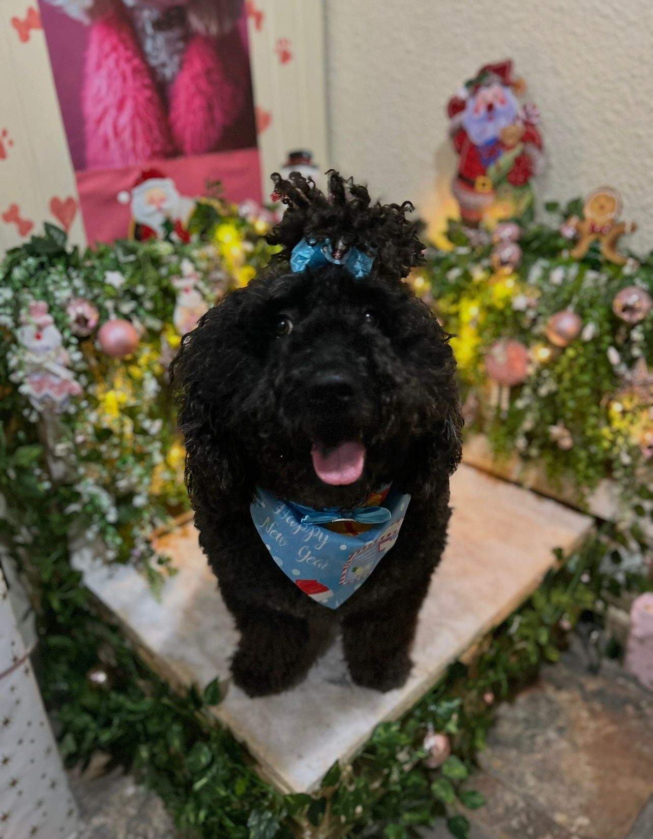 Estilizado completo con cepillado y cuidado del pelaje