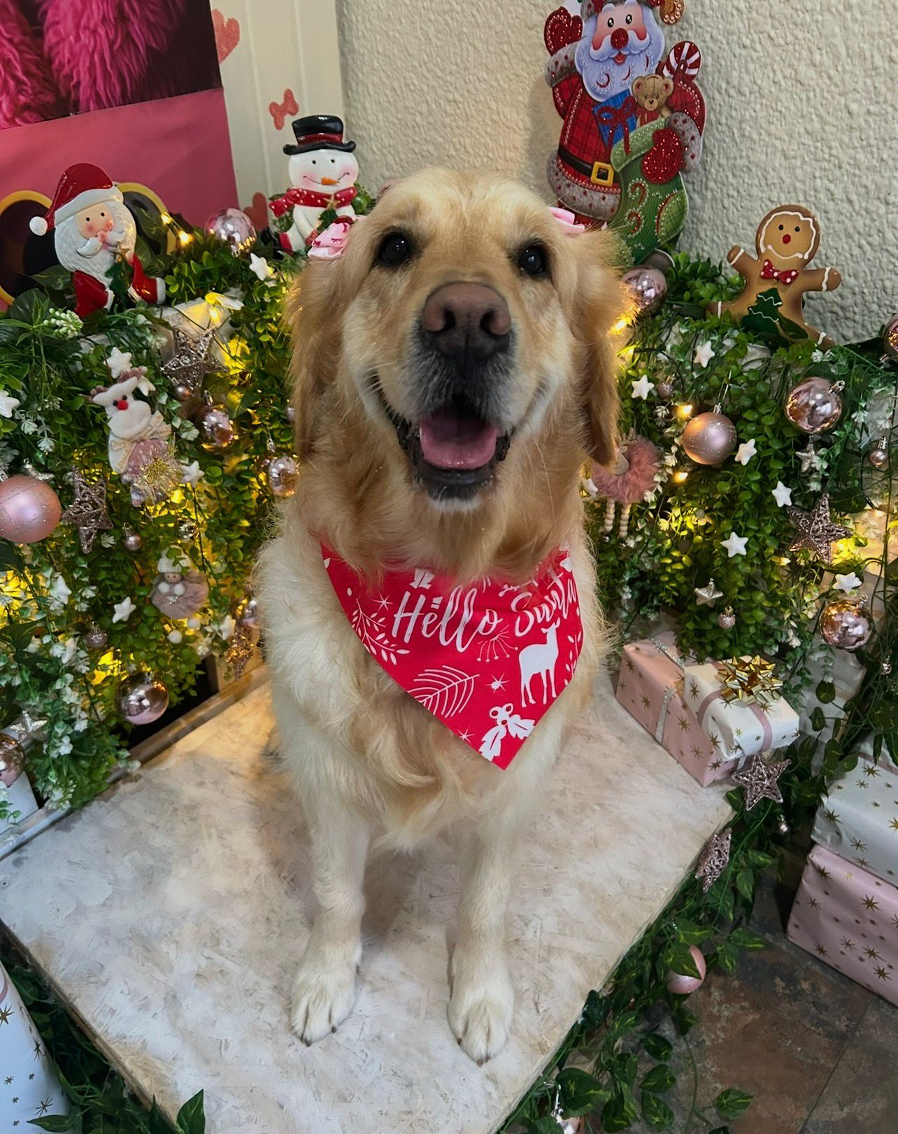 Perro disfrutando de un baño profesional con champú hipoalergénico