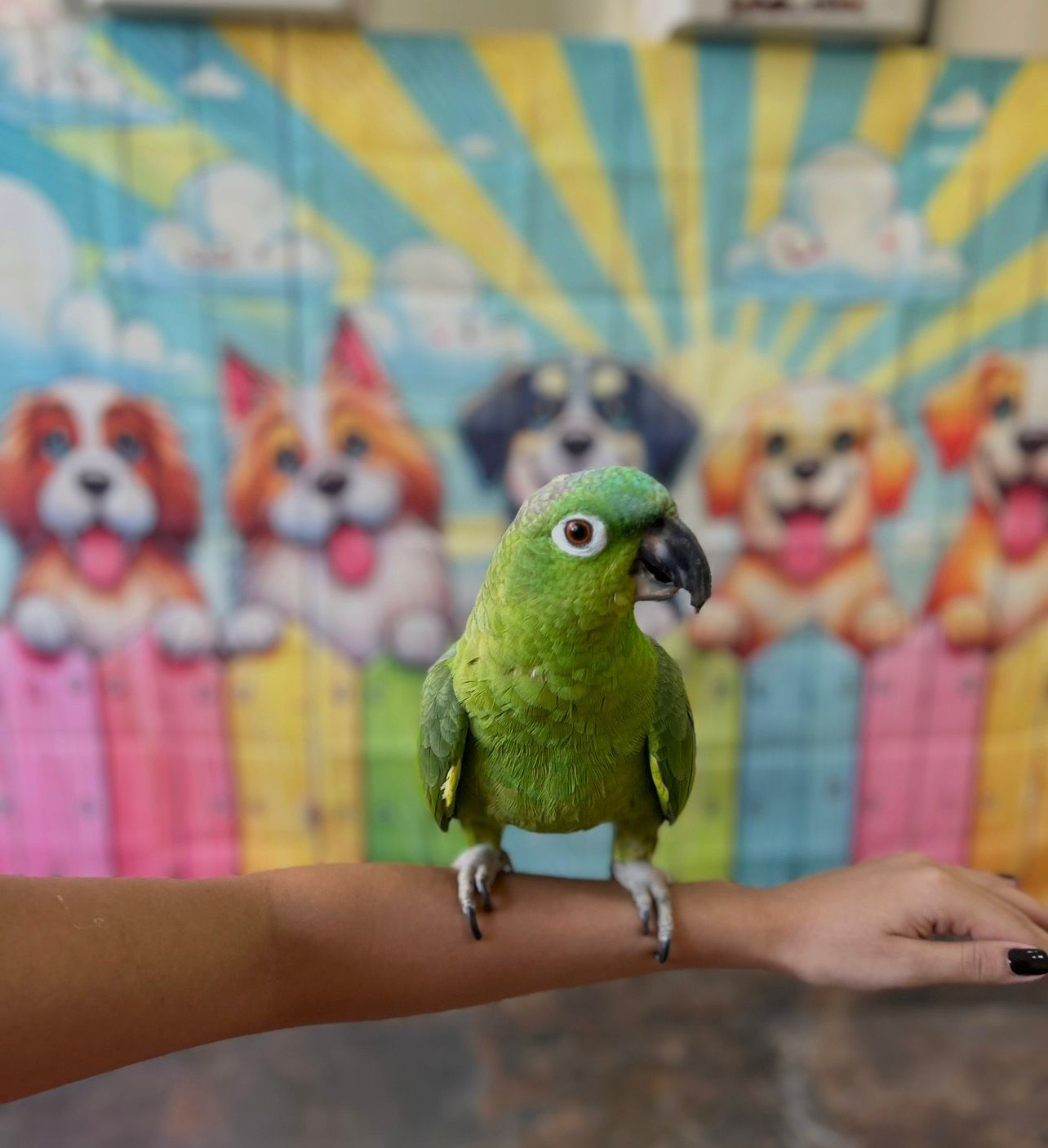 Corte de pelo profesional para perro de raza pequeña