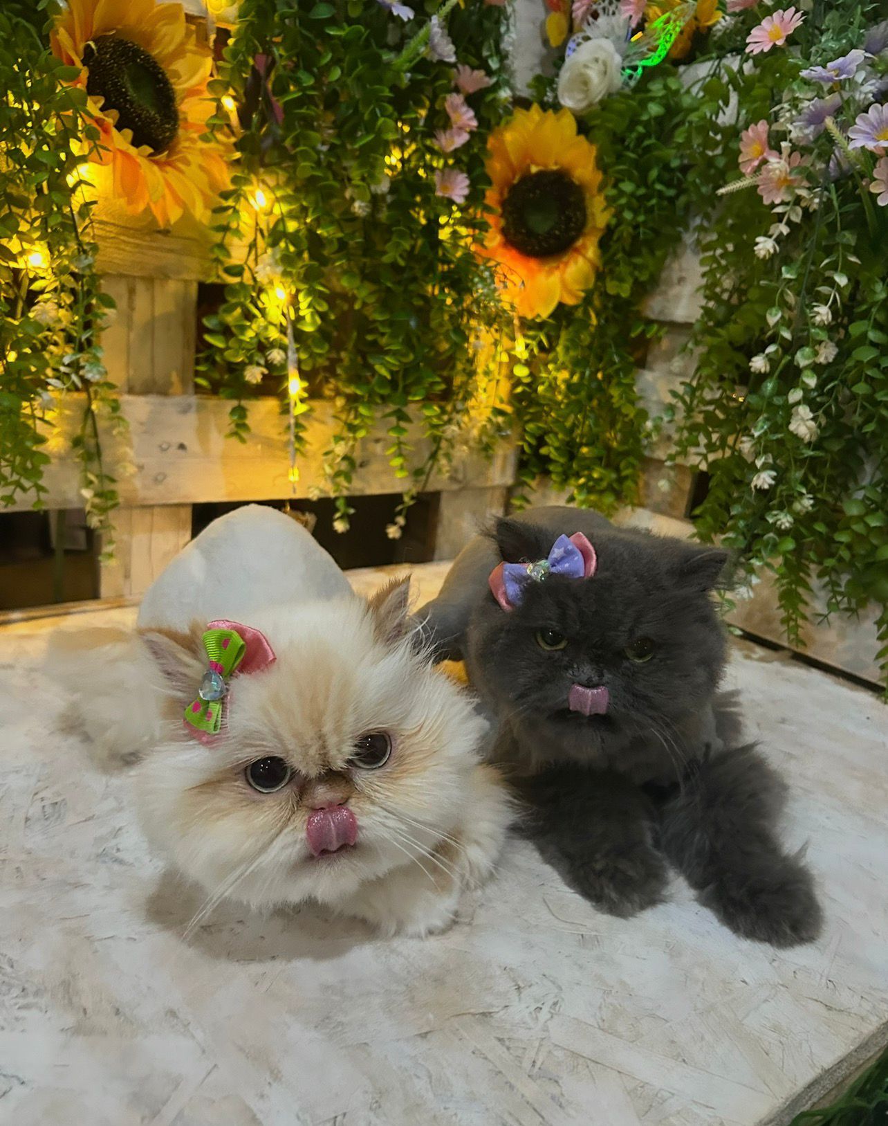 Estilizado completo con cepillado y cuidado del pelaje