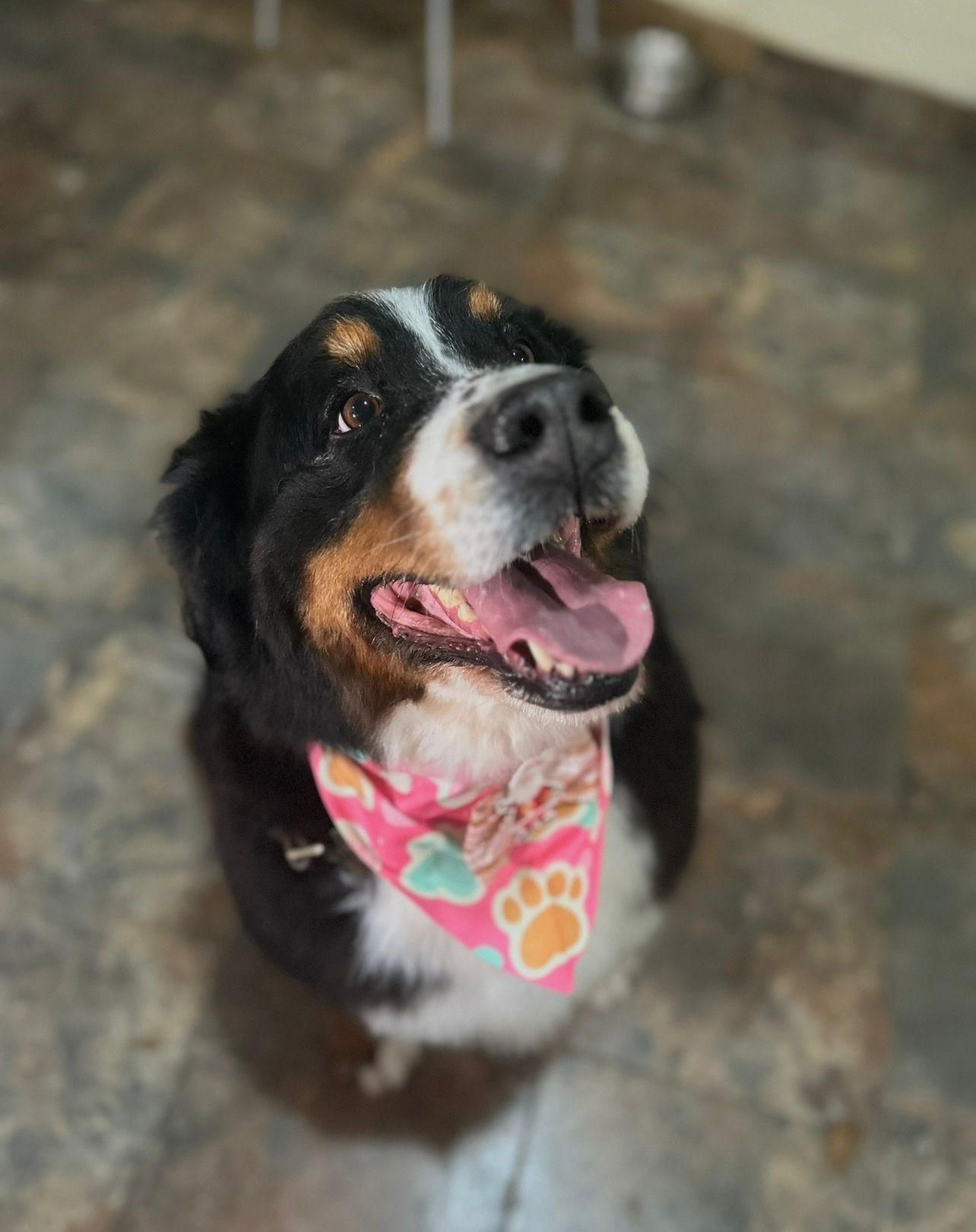 Estilizado completo con cepillado y cuidado del pelaje