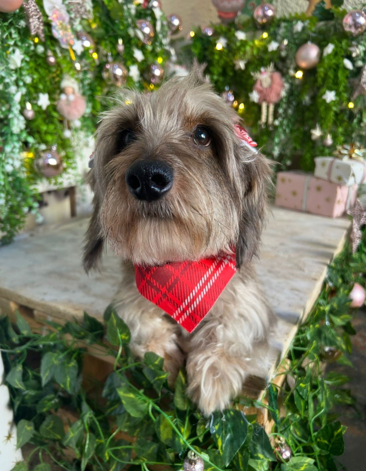 Perro disfrutando de un baño profesional con champú hipoalergénico