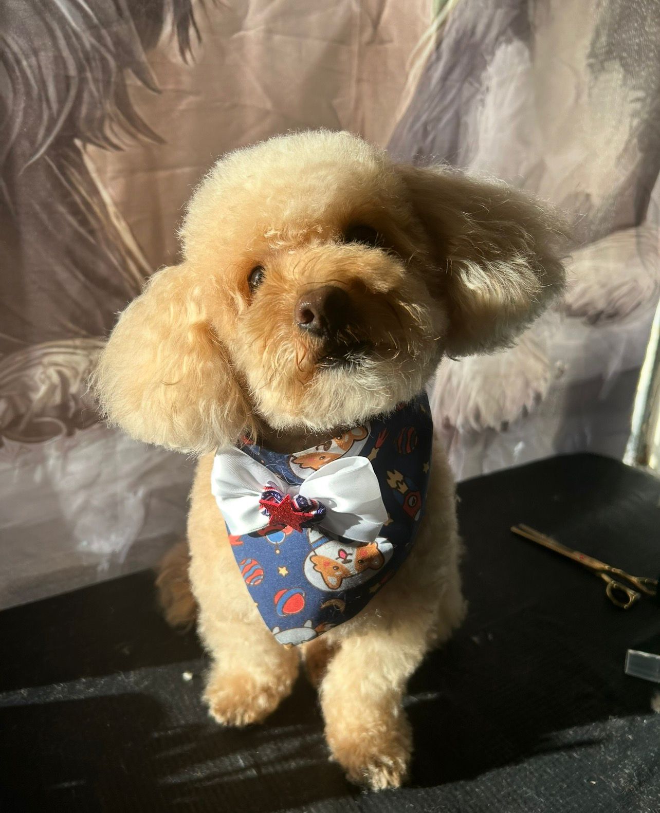 Corte de pelo profesional para perro de raza pequeña