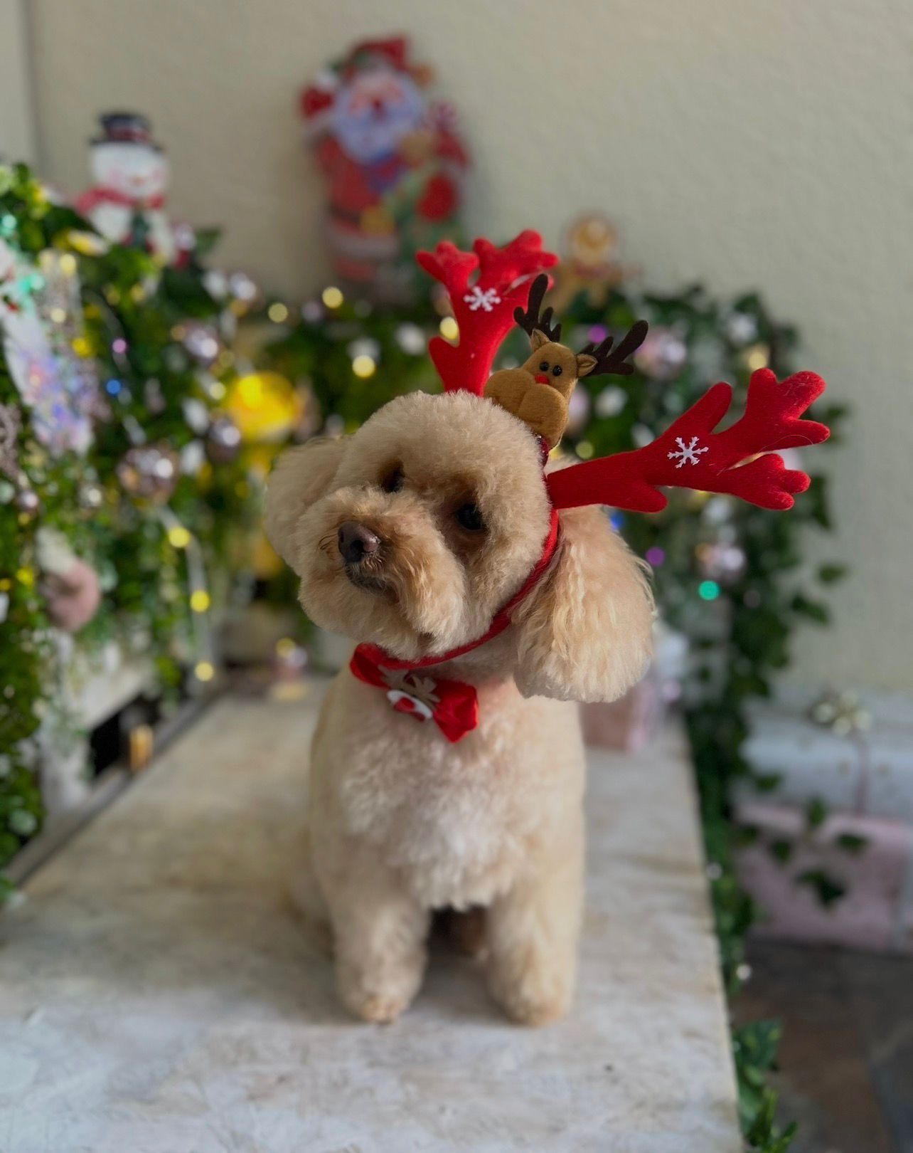 Estilizado completo con cepillado y cuidado del pelaje