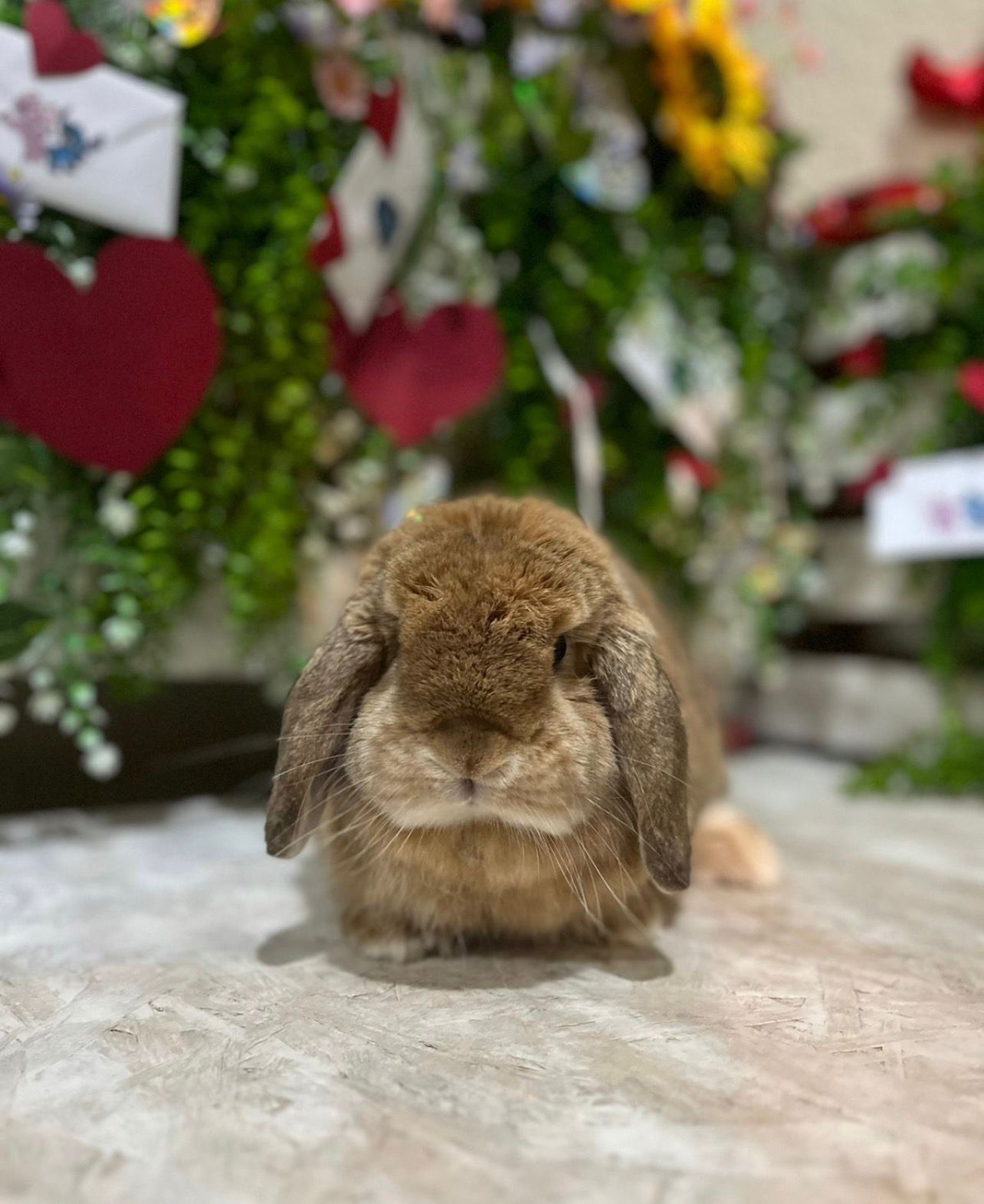 Perro disfrutando de un baño profesional con champú hipoalergénico