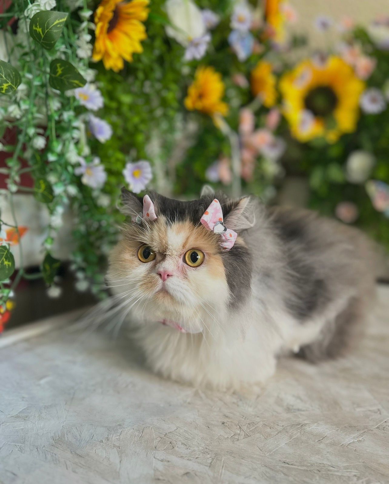 Corte de pelo profesional para perro de raza pequeña