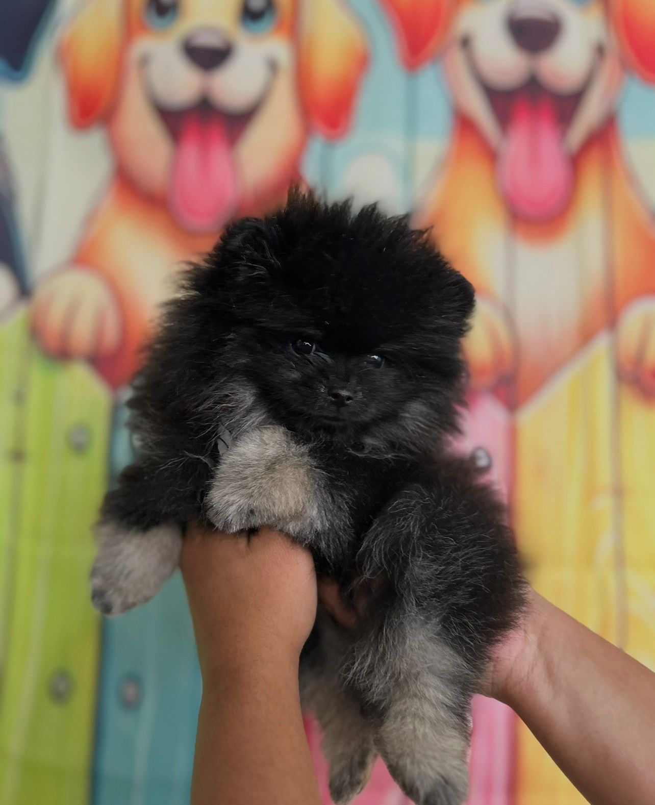 Estilizado completo con cepillado y cuidado del pelaje