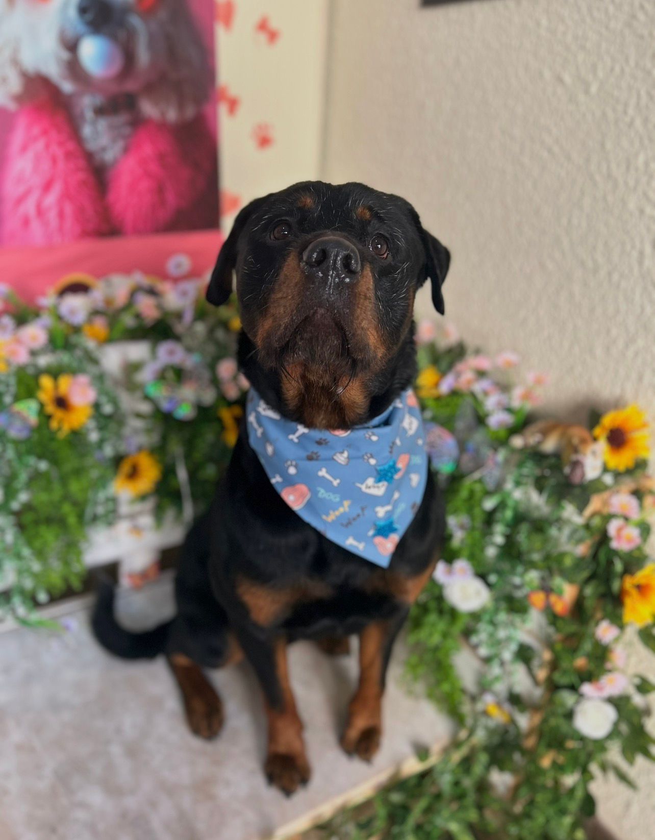 Perro disfrutando de un baño profesional con champú hipoalergénico