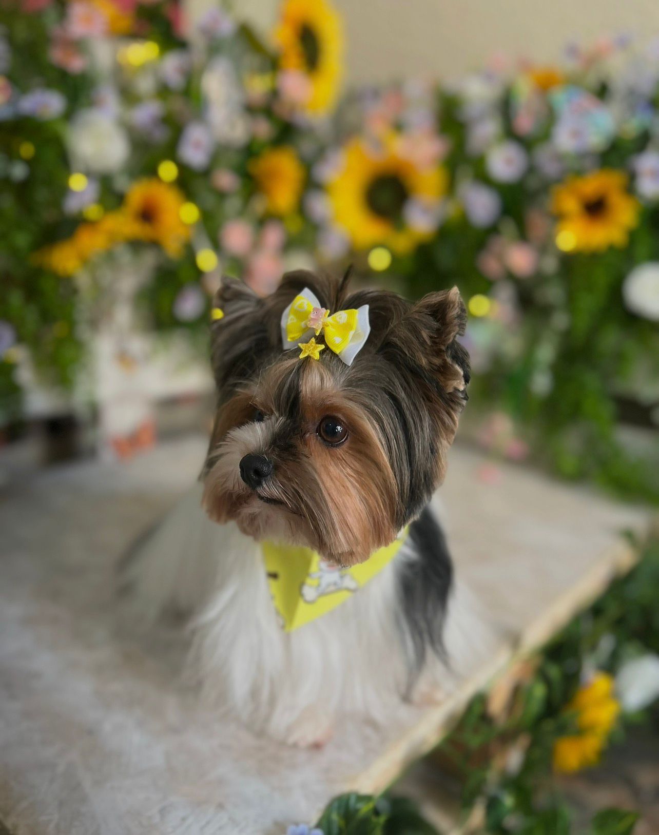 Corte de pelo profesional para perro de raza pequeña